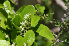 Cynanchum ellipticum