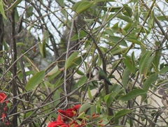 Chlorostilbon lucidus