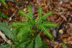 Sticherus squamulosus