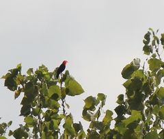 Amblyramphus holosericeus