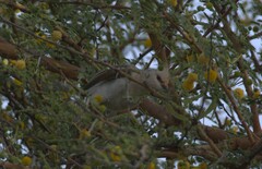 Urocolius macrourus