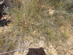 Aspalathus divaricata divaricata