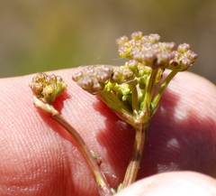 Nanobubon capillaceum