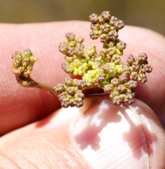 Nanobubon capillaceum