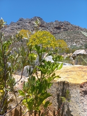 Notobubon galbanum