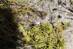 Viola decumbens