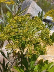 Notobubon galbanum