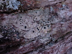 Mycoblastus sanguinarius