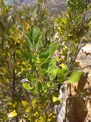 Notobubon galbanum