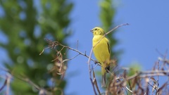 Crithagra flaviventris