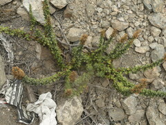 Ophryosporus triangularis
