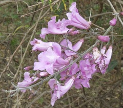 Tanaecium dichotomum