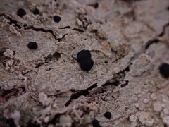 Mycoblastus sanguinarius