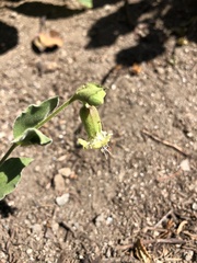 Silene campanulata
