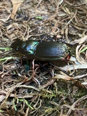 Megadromus antarcticus