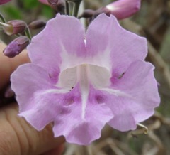 Tanaecium dichotomum