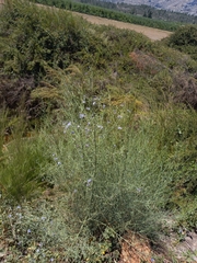 Psoralea verrucosa
