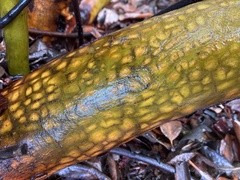 Arbutus menziesii