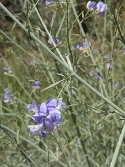 Psoralea verrucosa