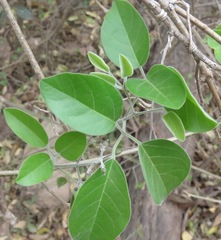 Tanaecium dichotomum