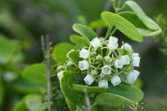 Cynanchum ellipticum