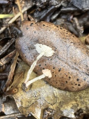 Cystolepiota