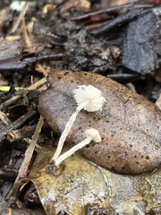 Cystolepiota