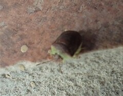 Misippus spinolae