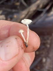 Cystolepiota