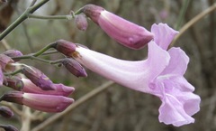 Tanaecium dichotomum