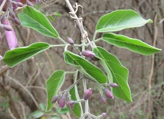 Tanaecium dichotomum