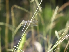 Dasythemis