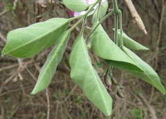 Tanaecium dichotomum