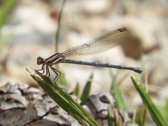Argia joergenseni