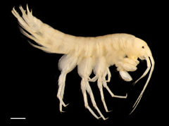 Crangonyx anomalus