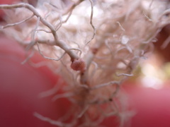Biatoropsis usnearum
