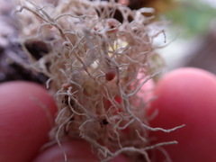 Biatoropsis usnearum