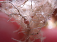 Biatoropsis usnearum