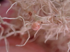 Biatoropsis usnearum