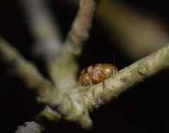 Cryptocephalus fulguratus