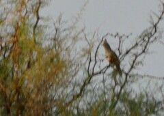 Rhinocrypta lanceolata