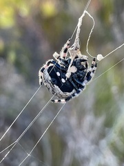 Caerostris sexcuspidata