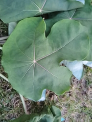 Jatropha podagrica