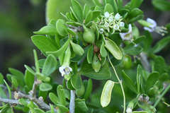 Cynanchum ellipticum