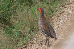 Pternistis rufopictus