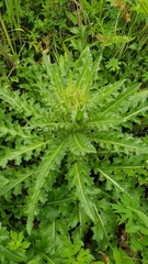 Cirsium acaule esculentum