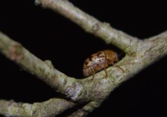 Cryptocephalus fulguratus