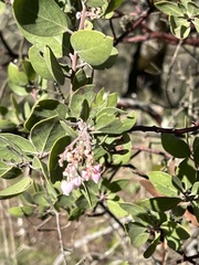 Arctostaphylos crustacea