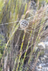 Caerostris sexcuspidata