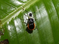 Paratriarius